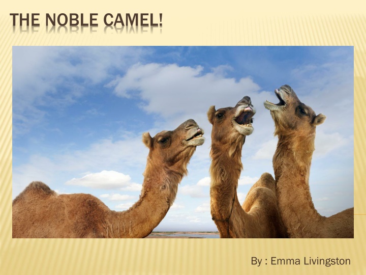 The Noble Camel: General Information, Physical Characteristics, Habitats, Behaviors, and Interesting Facts