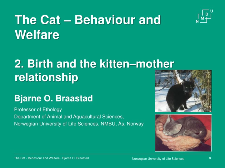 kitten development and mother-kitten relationship