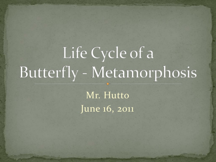 The Fascinating Life Cycle of a Butterfly