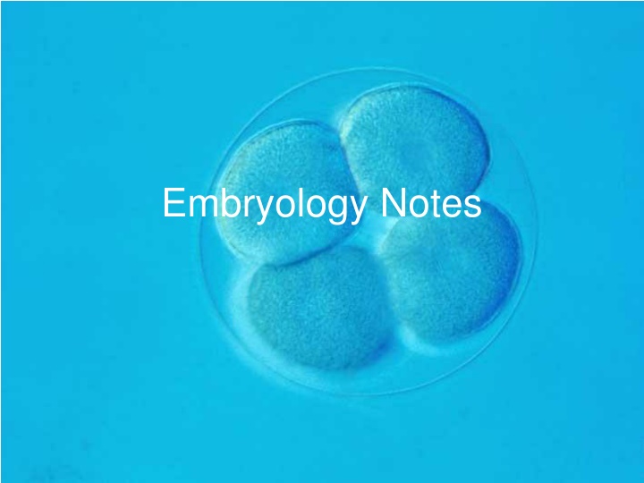 Embryology Notes: Development from Fertilization to Gastrulation