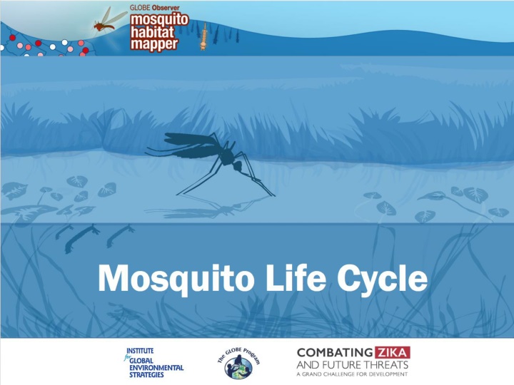 Fascinating Mosquito Life Cycle