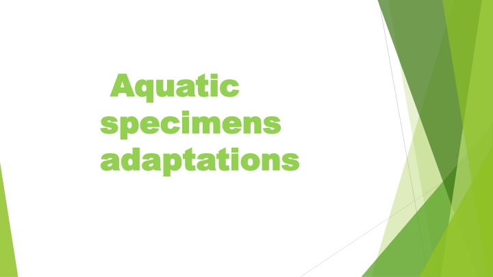 Insight Into the Adaptations and Habits of Aquatic Freshwater Eels