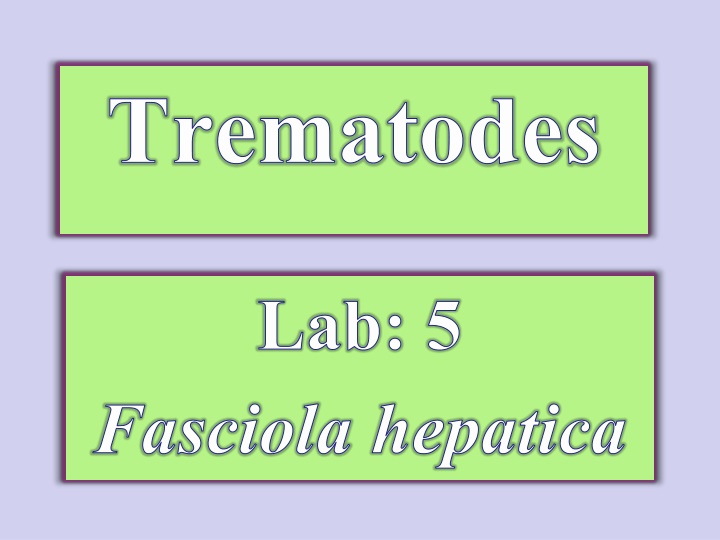 Overview of Fasciola hepatica Life Cycle
