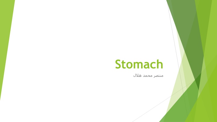 Anatomy and Blood Supply of the Equine Stomach
