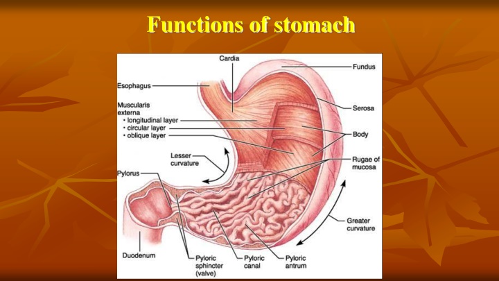 Functions and Secretions of the Stomach