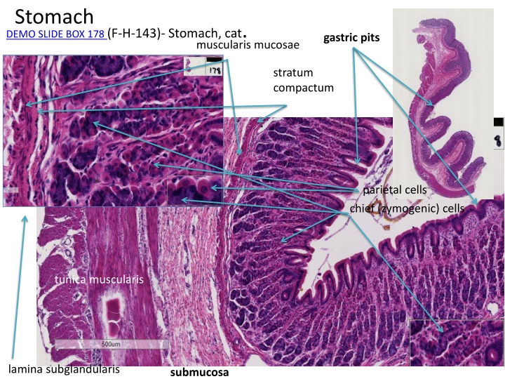 Various Stomach Anatomy Slides of Different Animal Species