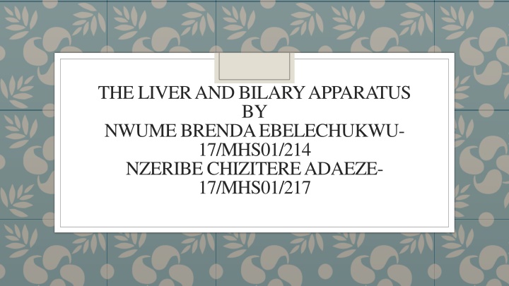 Functional Anatomy and Blood Supply of the Liver