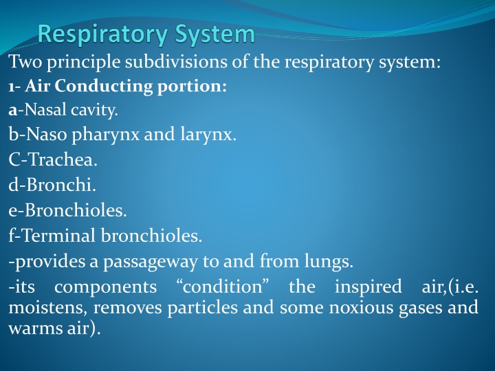 The Respiratory System Components and Functions