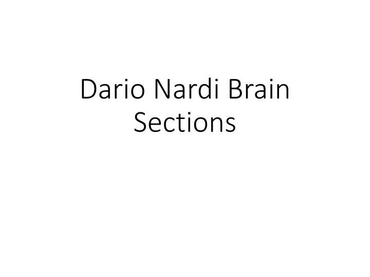 Dario Nardi's Brain Sections Analysis
