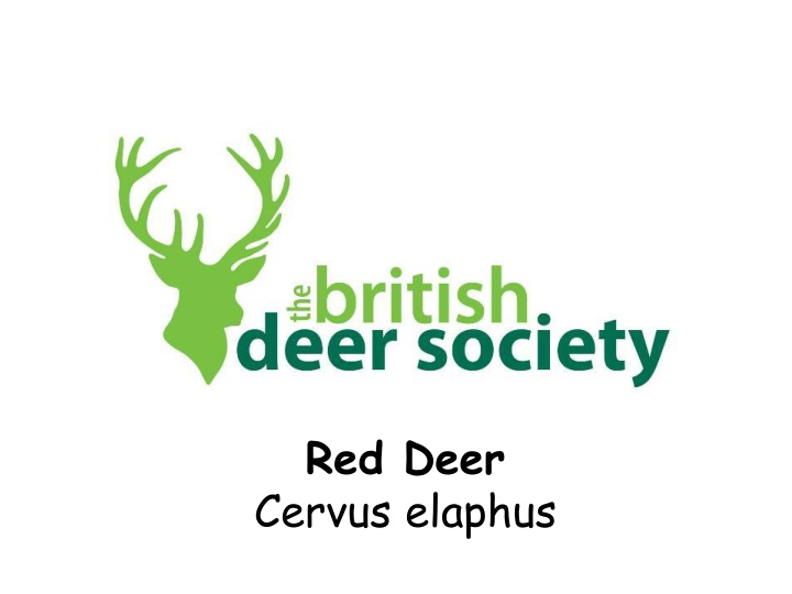 Fascinating Insight into Red Deer: Learn About the Largest Deer in Britain