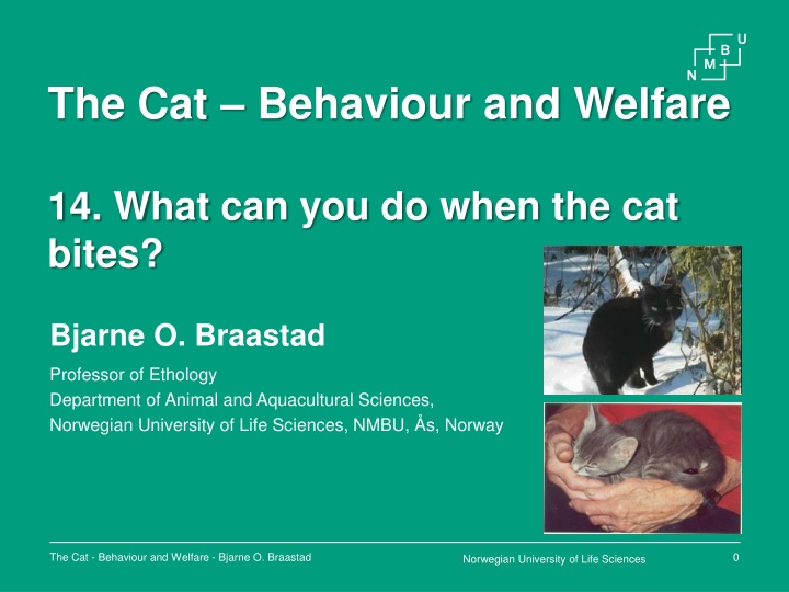 Cat Aggression and How to Deal with It