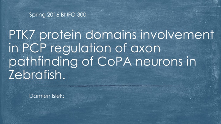 Regulation of Axon Pathfinding in Zebrafish CoPA Neurons by PTK7 Protein Domains