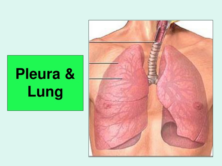 Pleura and Lung Anatomy