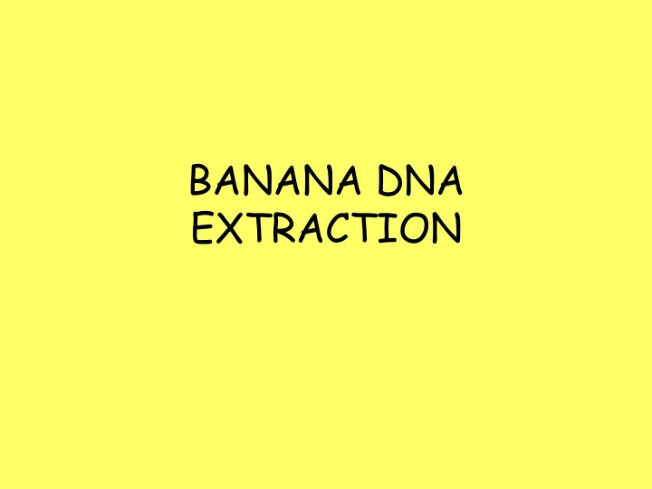 Banana DNA Extraction Process