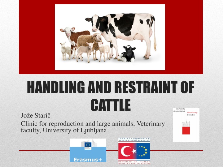 Cattle Handling and Restraint Techniques