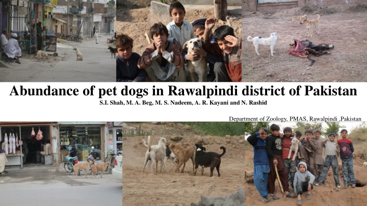 Study on Abundance of Pet Dogs in Rawalpindi District, Pakistan