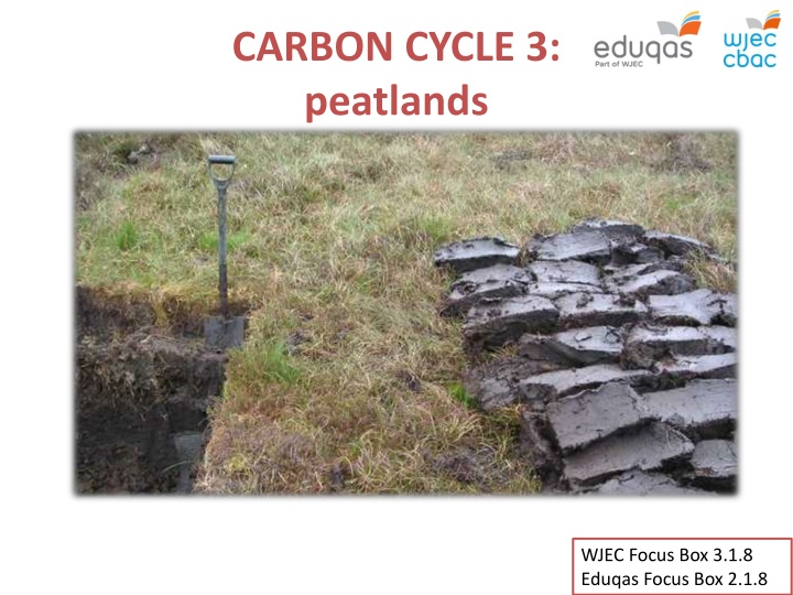 Peatlands and Carbon Storage in the Carbon Cycle
