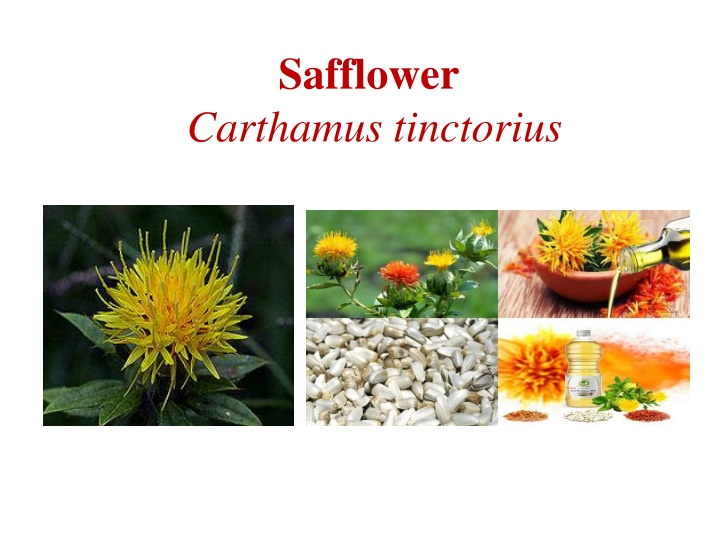 The Versatile Safflower: History, Uses, and Benefits