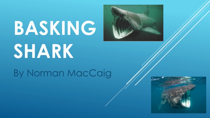 Encounter with the Basking Shark - Poem Analysis and Overview