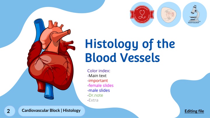 Microscopic Structure of Blood Vessels and Their Layers