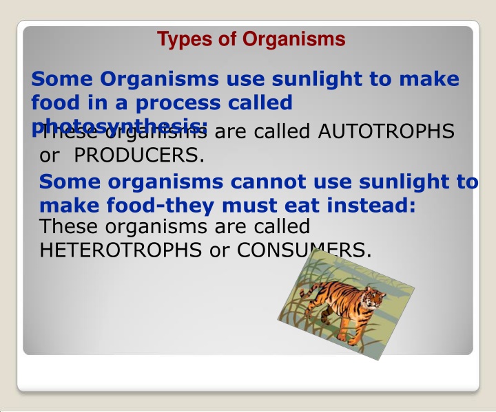 Cellular Respiration: Energy Production in Organisms