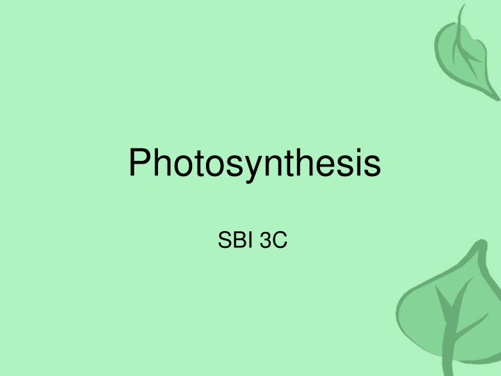 Photosynthesis: The Process of Energy Conversion in Plants