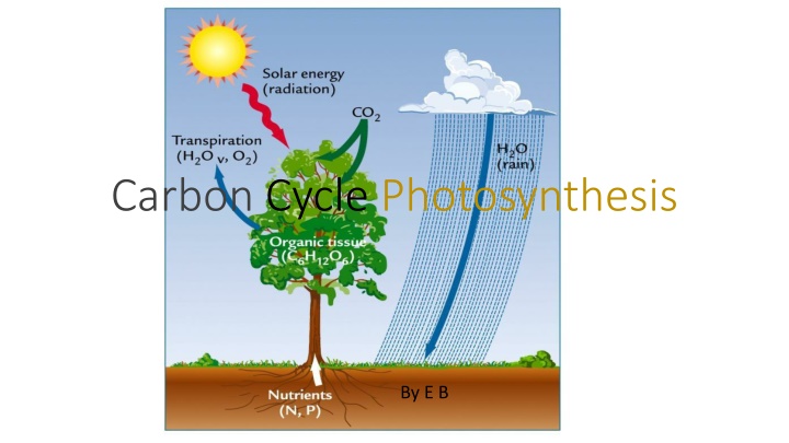 The Importance of Photosynthesis in the Carbon Cycle