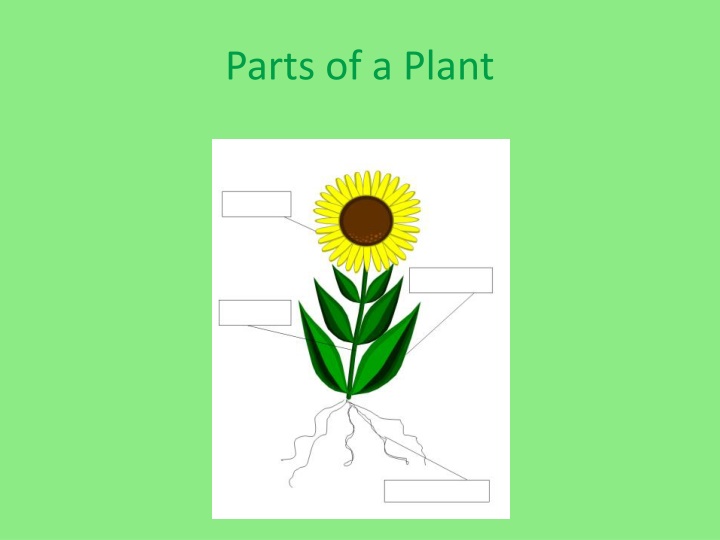 Learn About the Essential Parts of a Plant and Their Functions