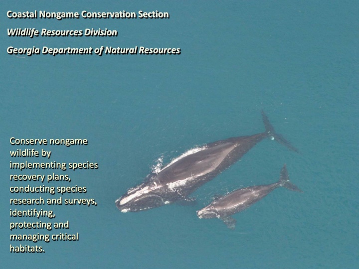 Conservation Efforts for Wildlife in Georgia