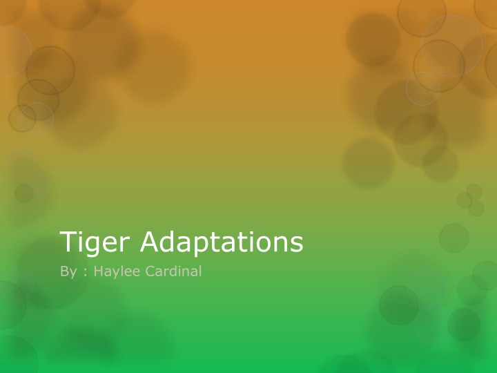 Tiger Adaptations and Characteristics