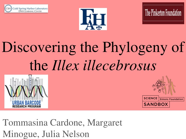 Unveiling the Phylogeny of the Illex illecebrosus Cephalopod Species