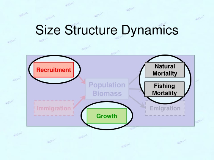 Fish Population Dynamics through Size Structure Analysis