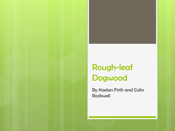 Discovering the Rough-leaf Dogwood: A Complete Guide