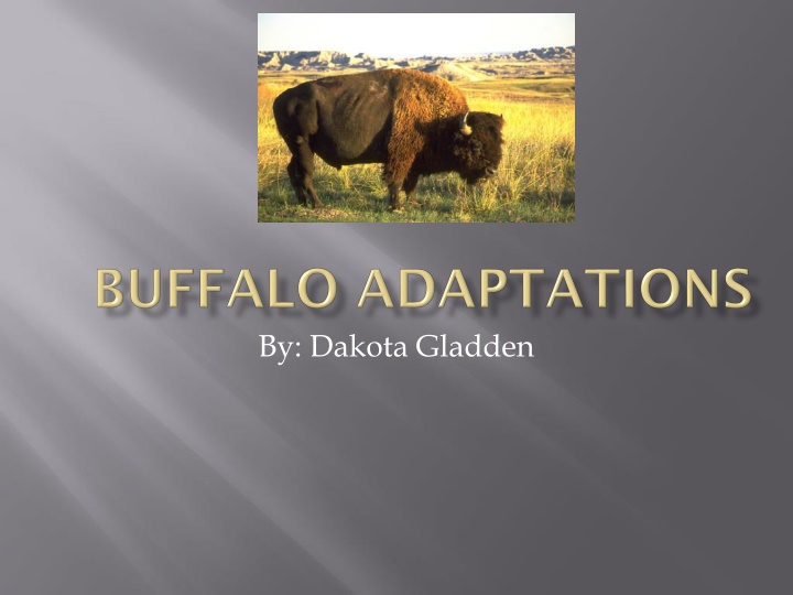 Fascinating World of Buffalo in the Wild
