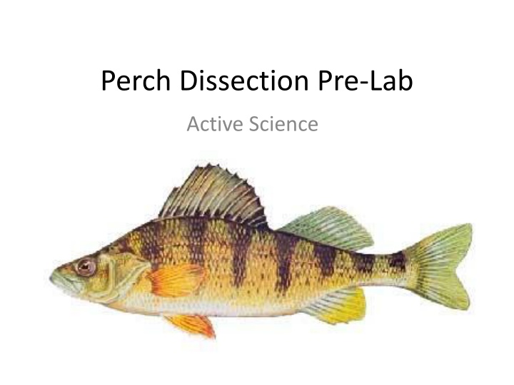 Perch Anatomy and Classification