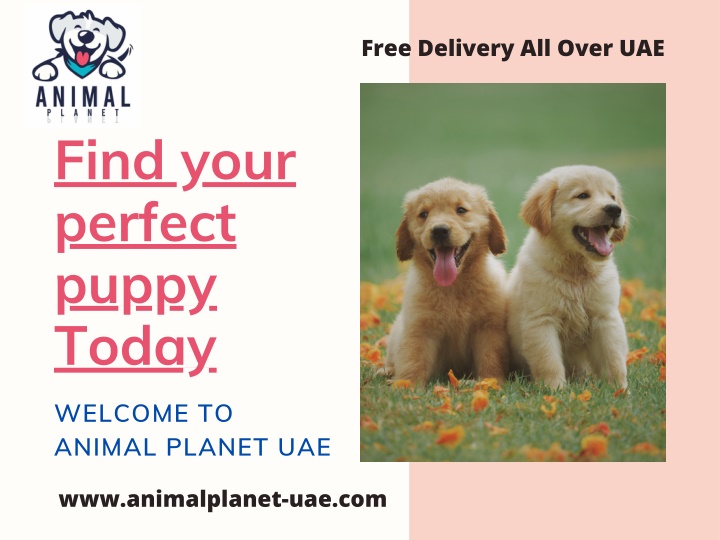free delivery all over uae n.w