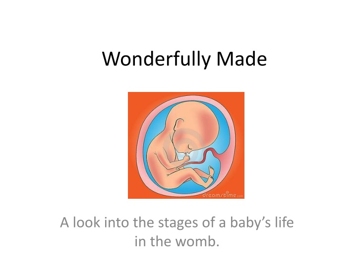 Journey of Life: A Look into the Stages of Baby's Development in the Womb