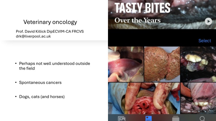 Advances in Veterinary Oncology: Understanding and Treating Spontaneous Cancers in Animals
