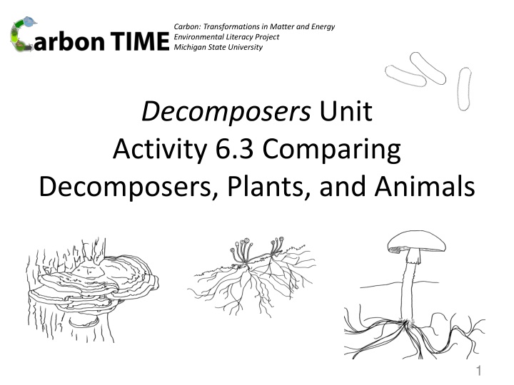 Role of Decomposers in Ecosystems