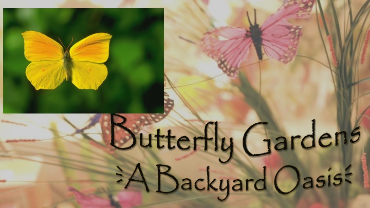 The Beauty of Butterfly Gardens in Your Backyard Oasis