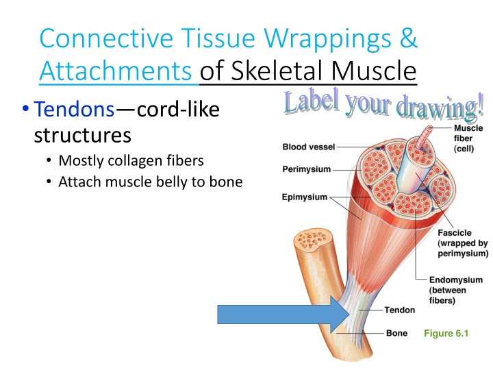 Connective Tissue Wrappings and Skeletal Muscle Structure