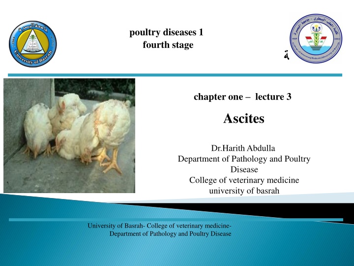 Ascites in Broiler Chickens: Causes, Symptoms, and Management