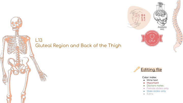 The Gluteal Region and Back of the Thigh