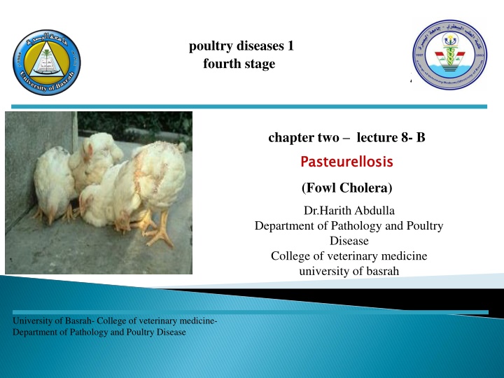 Pasteurellosis (Fowl Cholera) in Poultry: Causes, Symptoms, and Management