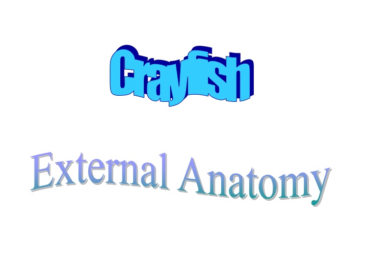 Crayfish External Anatomy: A Detailed Exploration