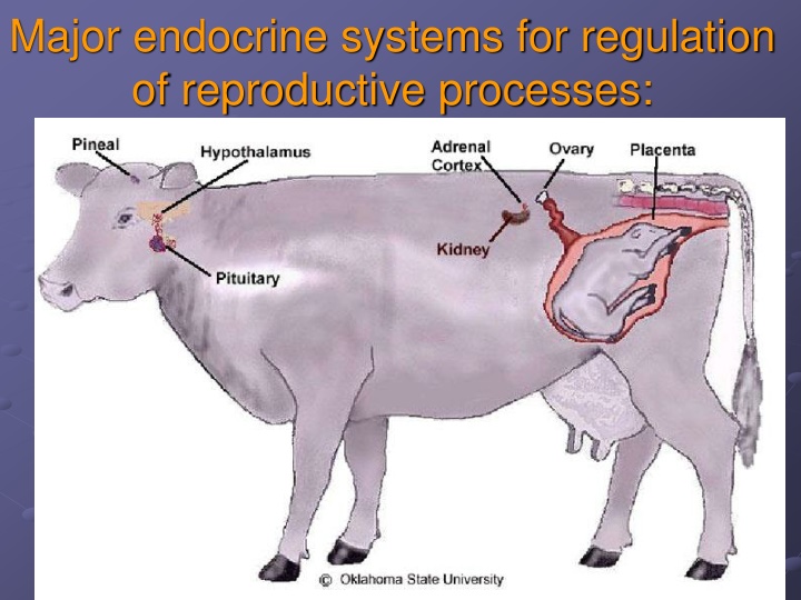 Endocrine Systems in Reproductive Regulation