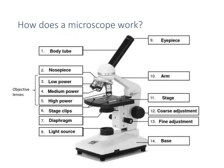 Exploring the World of Microscopes and Cells