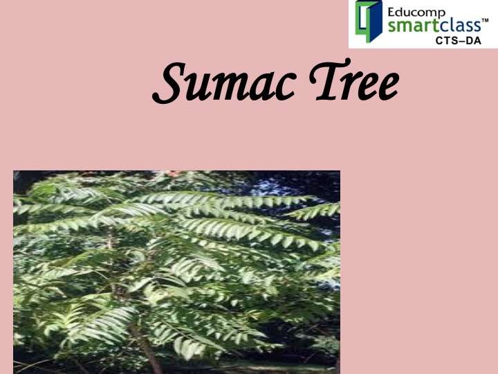 All About Sumac Trees: Features, Uses, and Care Tips