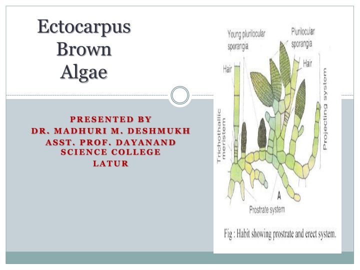 Ectocarpus: Characteristics and Occurrence