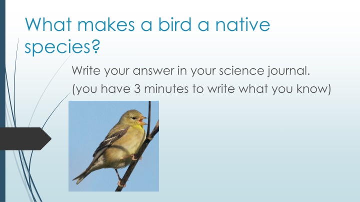 Native Bird Species in Washington State